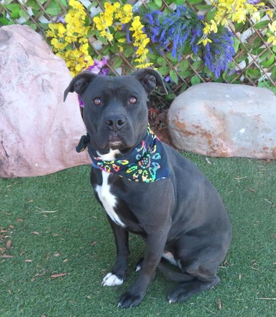 Mavis - American Staffordshire Terrier