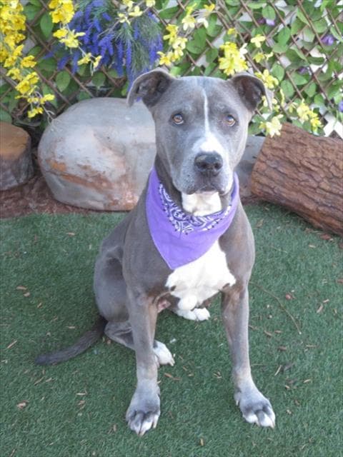 Bean - American Pit Bull Terrier