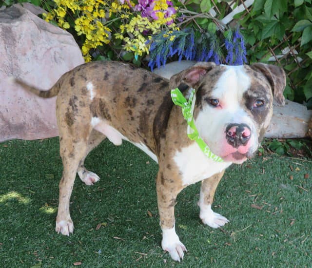 Lenny - Pit Bull Terrier