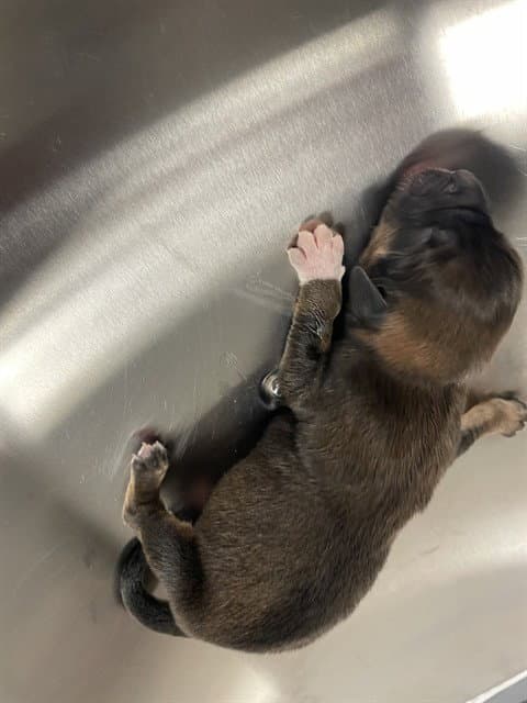 Tank - Rottweiler