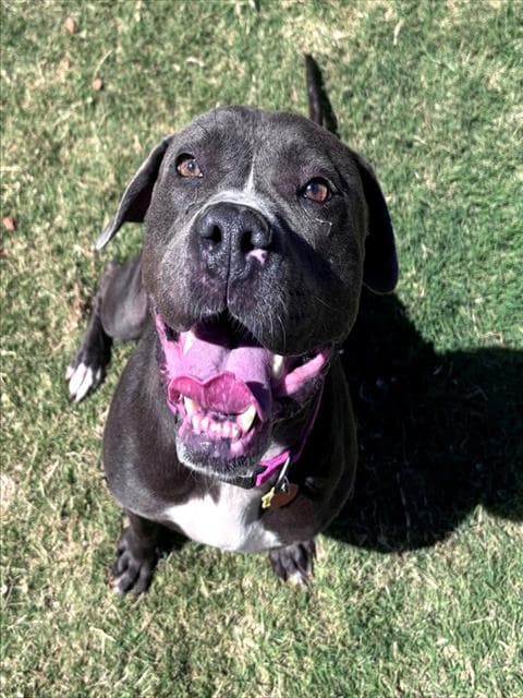 Rory - Staffordshire Bull Terrier