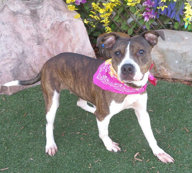 Sasha - Pit Bull Terrier