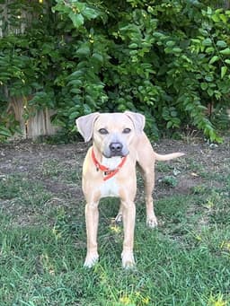 Oliver image 1