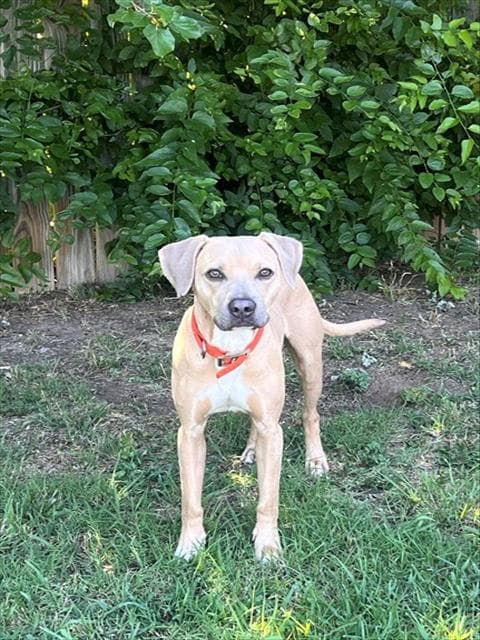 Oliver - Black Mouth Cur
