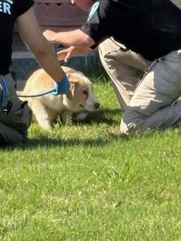 Buddy image 1