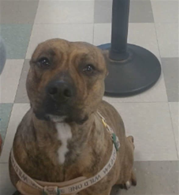 Lilly - Pit Bull Terrier