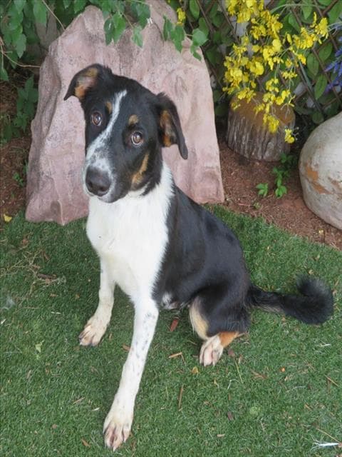 Unknown - Border Collie