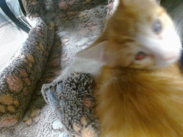 Unknown - Domestic Short Hair