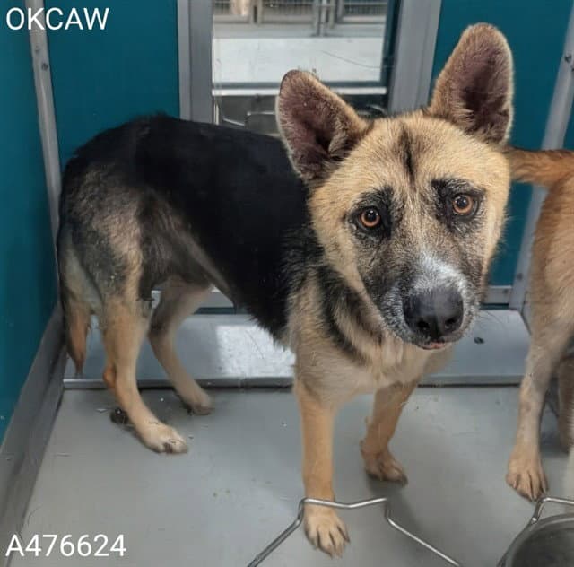Unknown - German Shepherd Dog