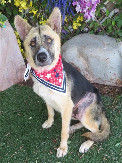 Unknown - German Shepherd Dog