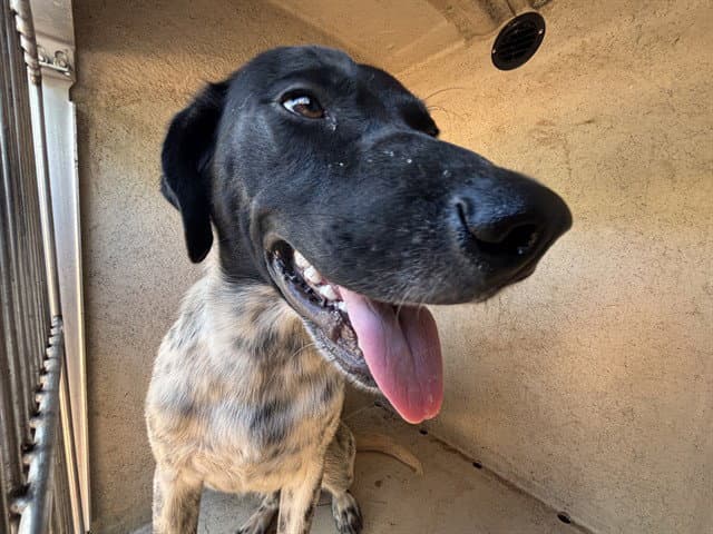 Doug - Pointer