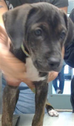 Luna - Pit Bull Terrier