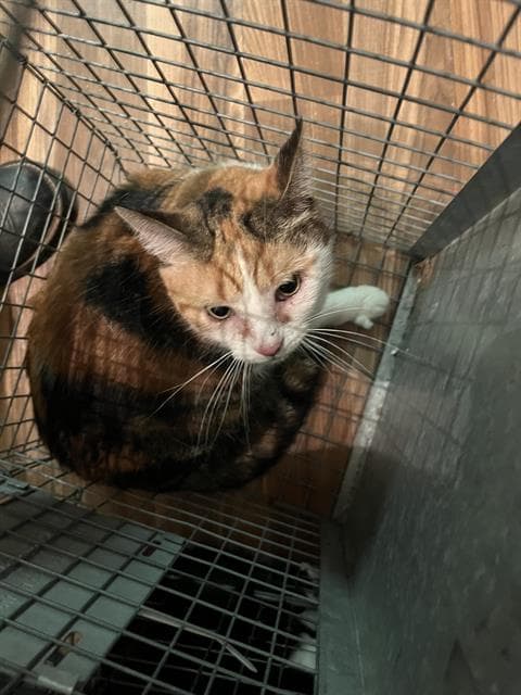 Unknown - Domestic Short Hair