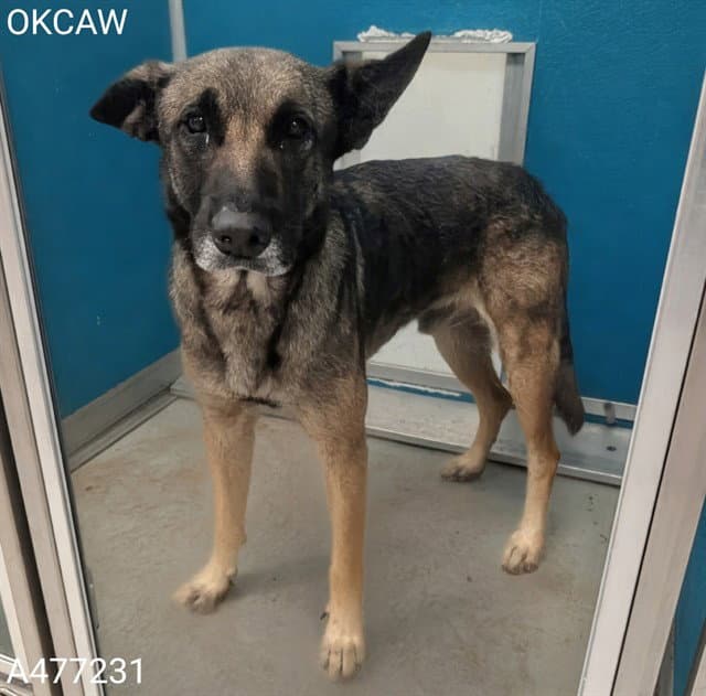 Unknown - German Shepherd Dog