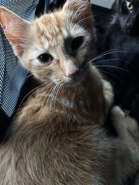Unknown - Domestic Short Hair