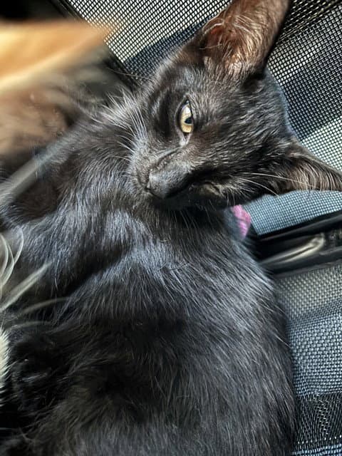 Unknown - Domestic Short Hair