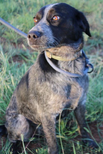 Junie - Pointer