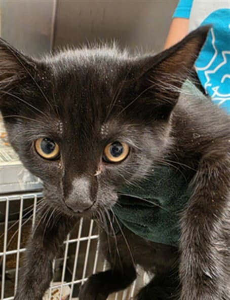 Unknown - Domestic Short Hair