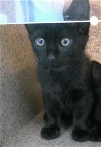 Unknown - Domestic Short Hair