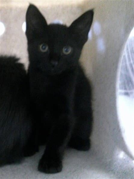 Unknown - Domestic Short Hair