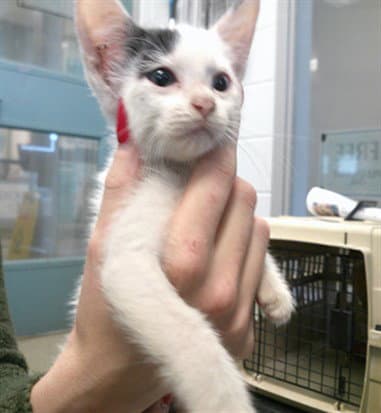 Unknown - Domestic Short Hair