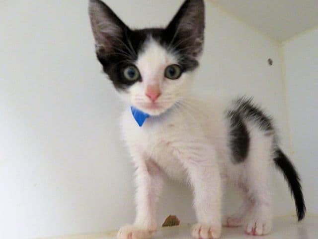 Unknown - Domestic Short Hair