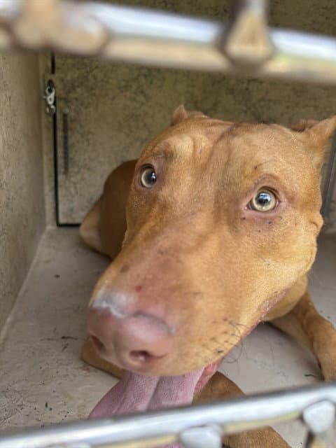 Unknown - Bull Terrier