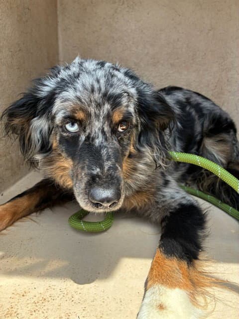 Unknown - Australian Shepherd