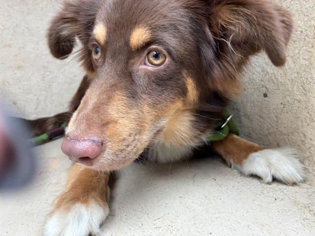Unknown - Australian Shepherd