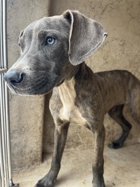 Unknown - Pit Bull Terrier