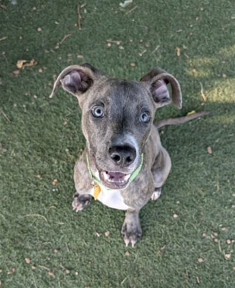 Unknown - Pit Bull Terrier