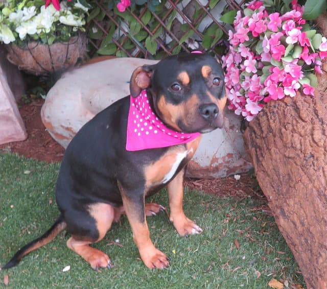 Unknown - Pit Bull Terrier