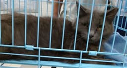 Fluffy image 1