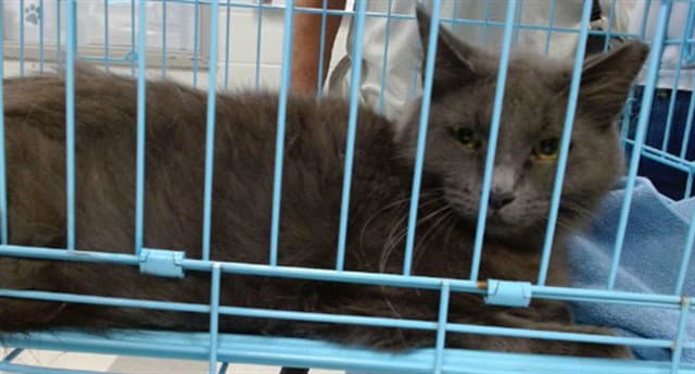 Fluffy - Domestic Long Hair