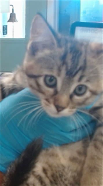 Unknown - Domestic Short Hair