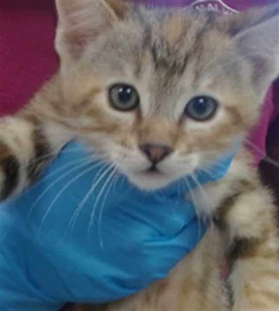 Unknown - Domestic Short Hair