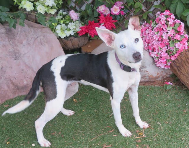 Robin - Australian Cattle Dog/Blue Heeler