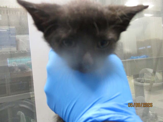Abigail - Domestic Short Hair