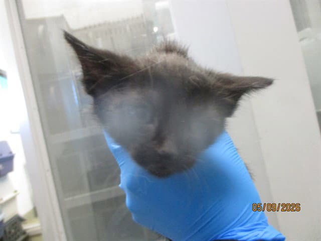 Altus - Domestic Short Hair
