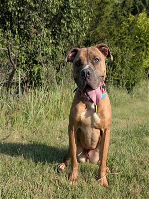 Rusty - Pit Bull Terrier