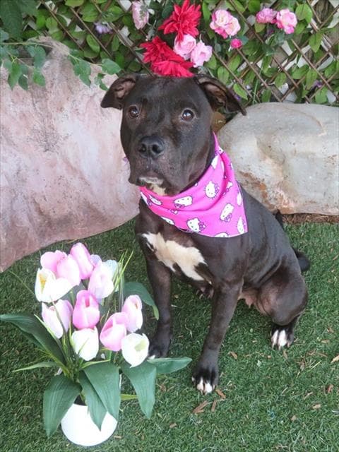 Pepper - Pit Bull Terrier