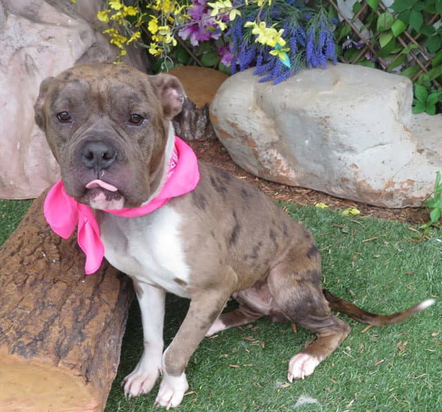 Kat - Chinese Shar-Pei