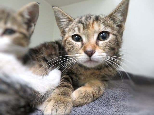 Bubbles - Domestic Short Hair