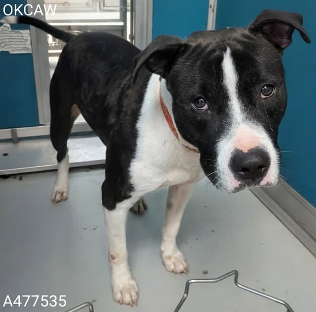 Unknown - Pit Bull Terrier