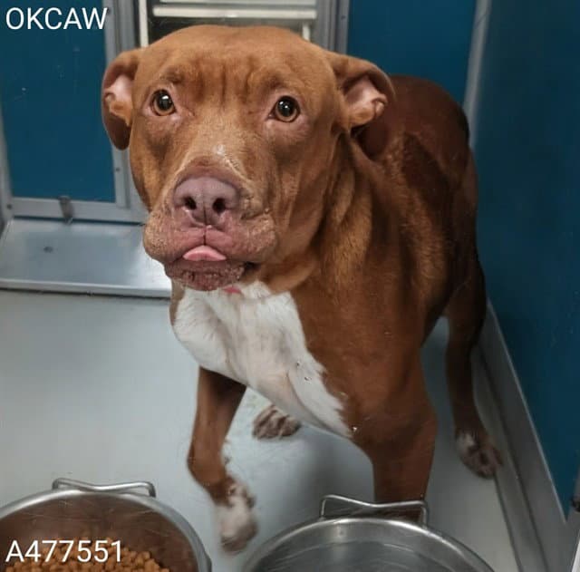 Unknown - Staffordshire Bull Terrier