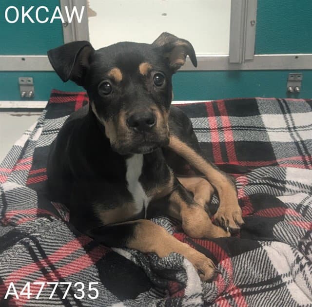 Unknown - Pit Bull Terrier