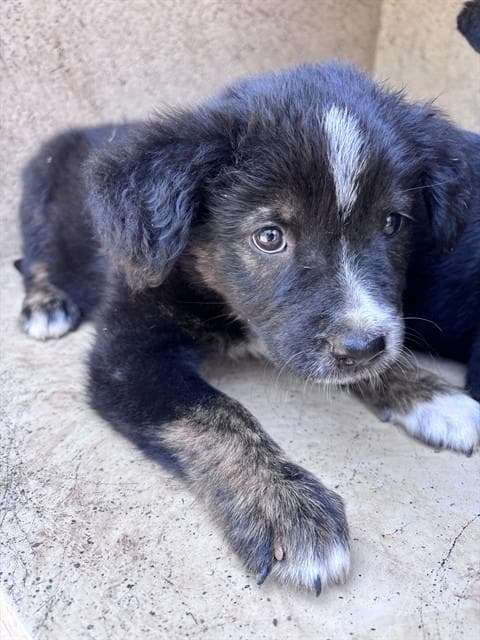 Unknown - Border Collie