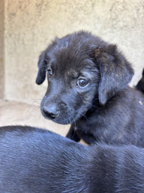 Unknown - Border Collie
