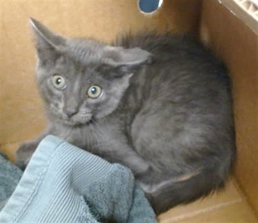 Unknown - Domestic Short Hair