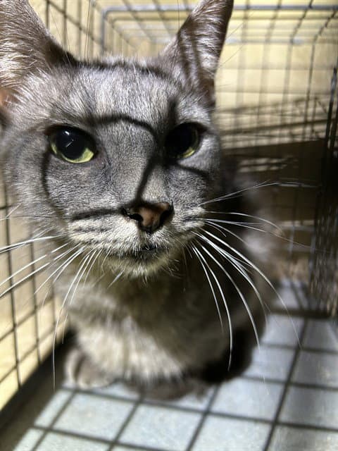Unknown - Domestic Short Hair